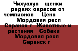 Чихуахуа - щенки редких окрасов от чемпионов. › Цена ­ 20 000 - Мордовия респ., Саранск г. Животные и растения » Собаки   . Мордовия респ.,Саранск г.